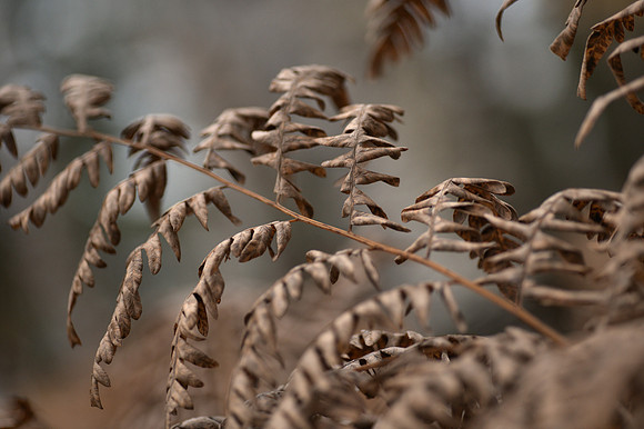 DSC_6795 -1