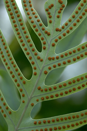 DSC_3473_Detail