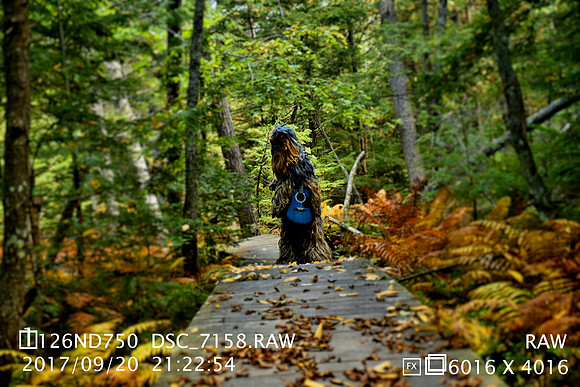 DSC_7132SAMPLE