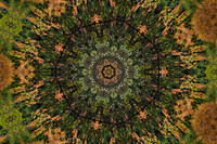 Birch Trees-DeNoiseAI-standard-SharpenAI-Standard