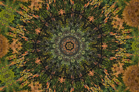 Birch Trees-DeNoiseAI-standard-SharpenAI-Standard