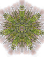 P5074516-SharpenAI-Standard-DeNoiseAI-standard - Kaleidascope