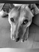 IMG_1835-SharpenAI-Softness