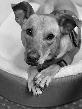 IMG_6005-SharpenAI-Softness
