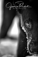 Furry Friends